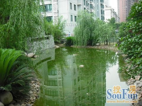 金祥苑楼盘实景 金祥苑楼盘实景