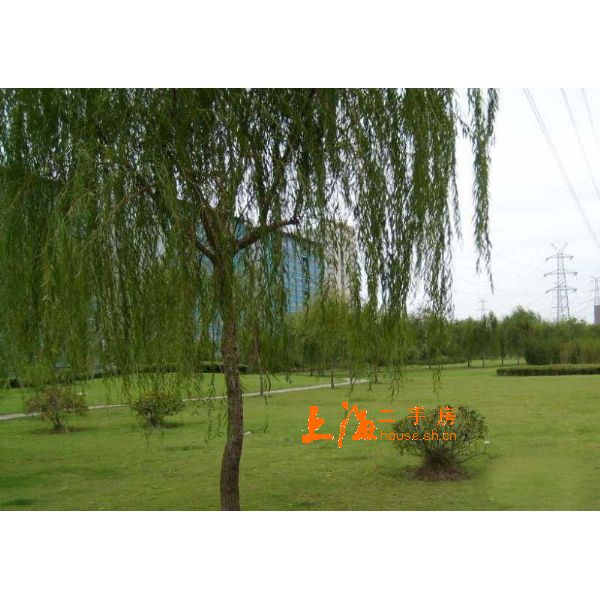桂林苑楼盘实景 桂林苑楼盘实景