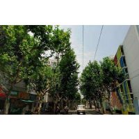 康健路120弄小区实景